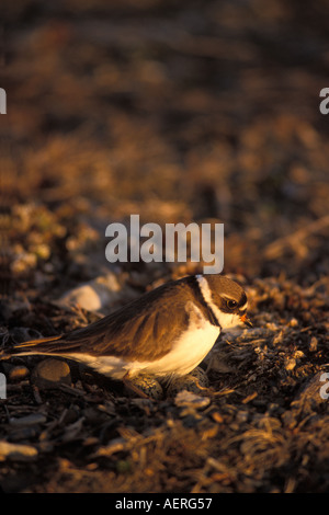 semipalmated plover Charadrius wilsonia female on her nest with eggs 1002 coastal plain Arctic National Wildlife Refuge Alaska Stock Photo