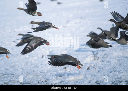 greater white fronted goose Anser albifrons flying along the 1002 coastal plain Arctic National Wildlife Refuge Alaska Stock Photo