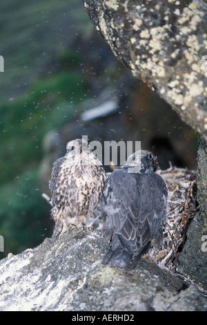 Gyrfalcon (Falco rusticolus) juvenile pair on cliff nest, Siberia Stock ...