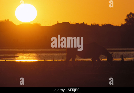 the Coto Donana nature reserve Stock Photo