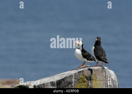 Puffin on Farne Islands Stock Photo