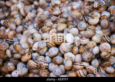 Snails at Rialto fish market Venice Italy