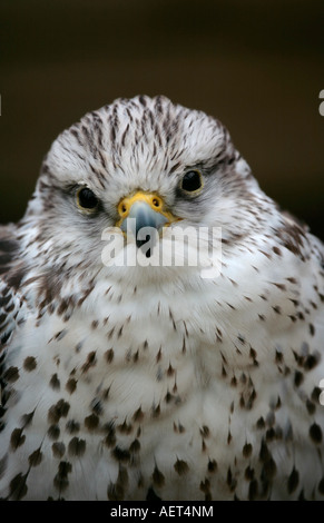 Порно бұрмалау mp4