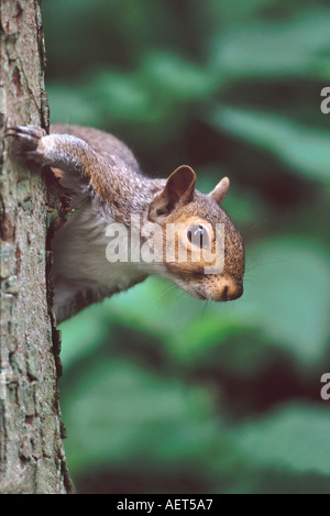 Grey Squirrel Looking around Tree Trunk Stock Photo