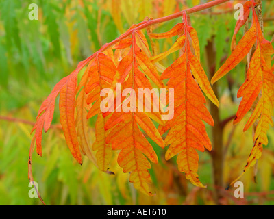 Rhus typhina Autumn colour Sumack Stock Photo