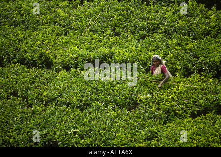Tea picking Watawala area near Hatton Central Province Sri Lanka Stock Photo