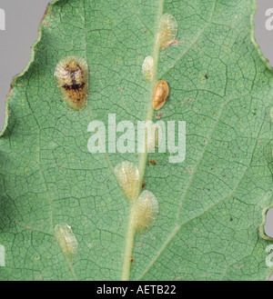 Soft brown scale Coccus hesperidum on bay leaf Laurus nobilis Stock Photo