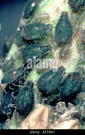 Bird cherry aphid Rhopalosiphum padi infestation on a Canna peduncle ...