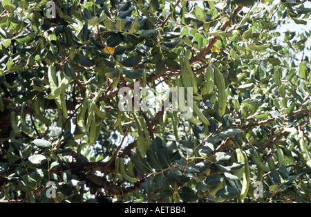 Carob fruit growing on tree hanging from branches Stock Photo