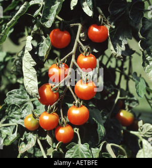 Ripe crop of cherry tomatoes variety is Gardeners Delight in greenhouse Stock Photo
