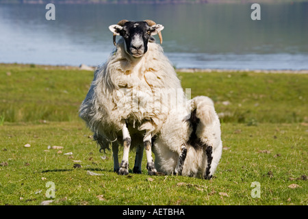 Scottish black faced ewe and suckling lamb Isle of Mull Scotland UK Stock Photo