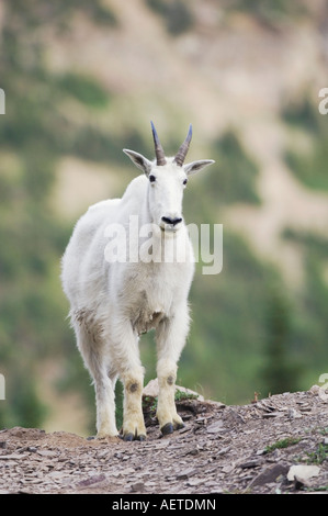 Mountain Goat Oreamnos americanus adult with summer coat Glacier National Park Montana USA July 2007 Stock Photo