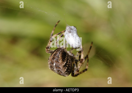 Garden spider female Araneus diadematus Araneidae wrapping a fly caught in her web UK Stock Photo