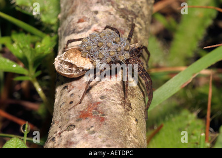 Common wolf spider Pardosa amentata Lycosidae female carrying on her back a mass of newly hatched babies UK Stock Photo