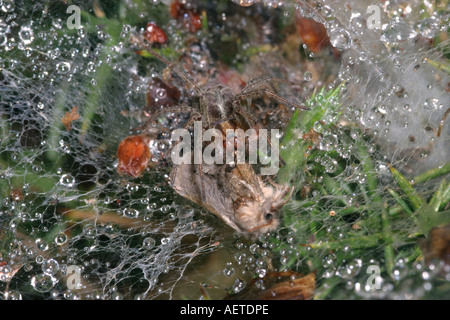 Grass funnel weaver spider Agelena labyrinthica Agelenidae feeding on a moth at the mouth of her funnel UK Stock Photo