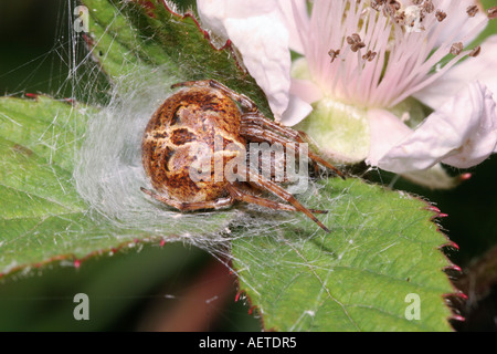 Gorse orb weaver spider Agalenatea redii Araneidae female in lair UK Stock Photo