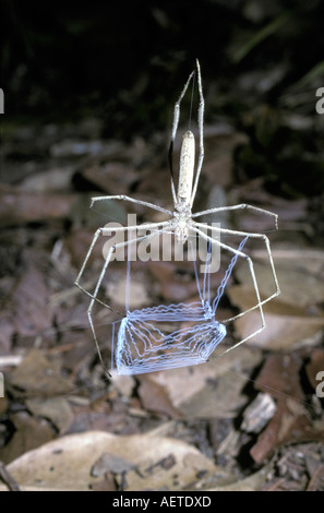 Ogre faced or net casting spider or gladiator spider Deinopis sp Deinopidae female Stock Photo