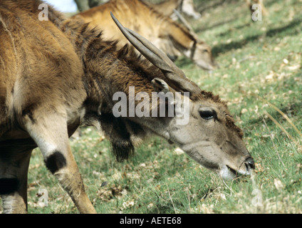 Eland Taurotragus oryx at Longleat Safari Park Wiltshire UK Stock Photo