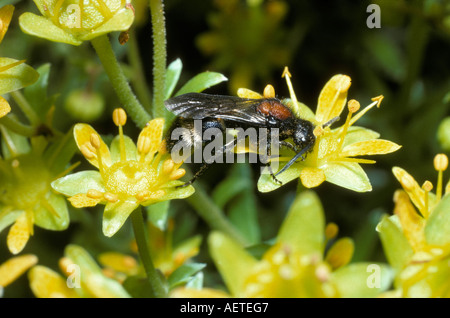 Velvet ant mutillid wasp Mutilla europaea Mutillidae male on yellow mountain saxifrage France Stock Photo