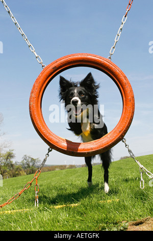 Border Collie - jumping through tyre Stock Photo