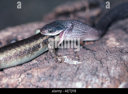 Herald Snake, Crotaphopeltis hotamoboeia Stock Photo