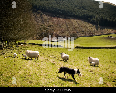 Sheepdog rounding up ewes and lambs. Stock Photo