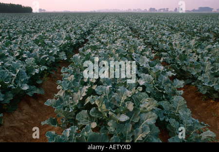 Broccoli crop Stock Photo