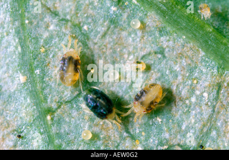 Two spotted mites a.k.a. red spider  mites Stock Photo