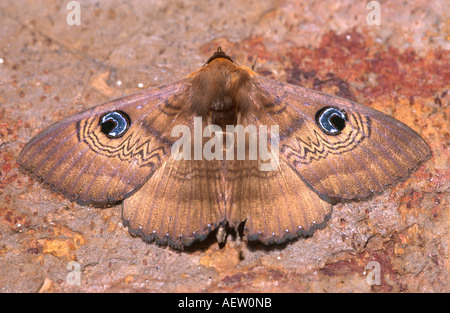Australian house moth, also known as a granny moth, resting on a brick wall Stock Photo