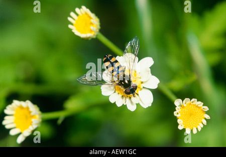 Australian hover fly on daisy flower Stock Photo