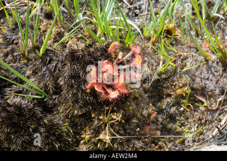 Common or round leaved sundew Drosera rotundifolia Isle of Mull Scotland Stock Photo