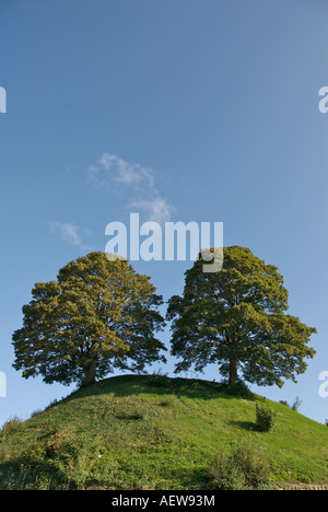 Twin oak trees planted on a mound outside Oxford Castle in the united kingdom
