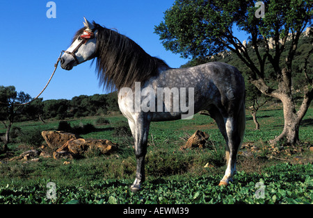 Purebred Spanish Horse Stock Photo