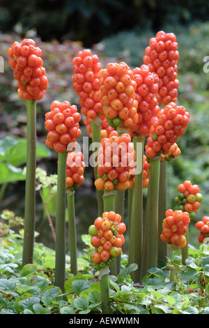 Lords and Ladies berries - Arum maculatum Stock Photo