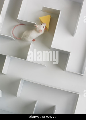 Mouse in a maze Stock Photo