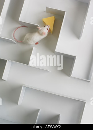 White Mouse in White maze looking over walls Stock Photo - Alamy