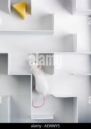 white laboratory mouse in a maze of sugar cubes, diabetes concept Stock ...