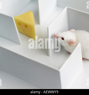Mouse in a maze Stock Photo