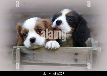 Two cute Cavalier King Charles spaniel puppies in a crate with one biting the others ear Stock Photo