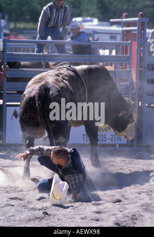 Cowboy in the dirt after being tossed off the back of a bull in Canada Stock Photo