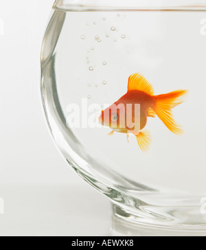 Goldfish in fishbowl Stock Photo