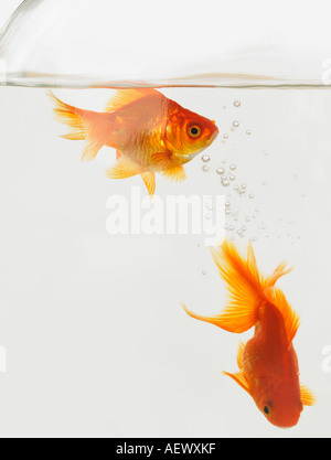 A pair of goldfish in a fishbowl Stock Photo