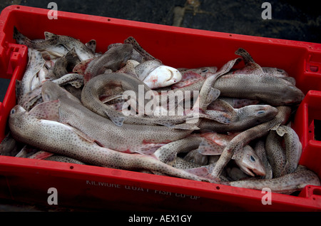 Spotted Dogfish Stock Photo
