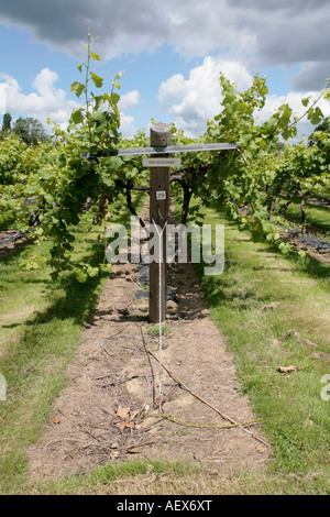 Reichensteiner grapes being grown in Nutbourne Vineyard, Pulborough, West Sussex, England Stock Photo