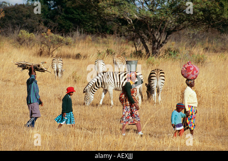 Zimbabwe Harare People walking through dry grass with zebras in background Stock Photo