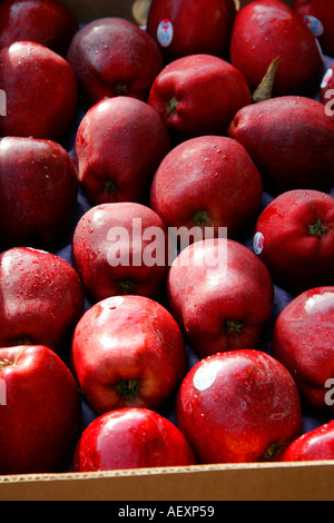 Red fruit apples, an apple a day keeps the doctor away Stock Photo