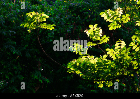 Back lighted leaves plus study of green color Stock Photo