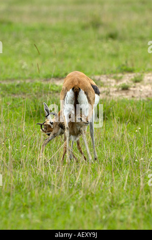 Baby thomson's gazelle Stock Photo - Alamy