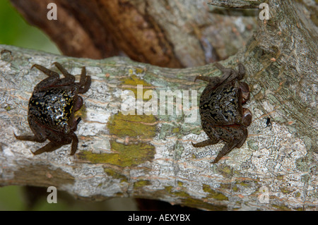 Mangrove Tree Crab Aratus pisonii Florida USA on mangrove tree branch Stock Photo