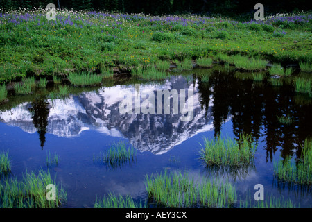 Mount Rainier reflected in small pool, Mt Rainier National Park ...